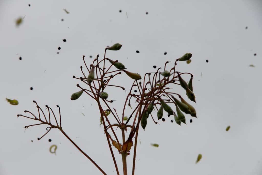 15 Explosive Plants that Reproduce By Ballistic Seed Dispersal