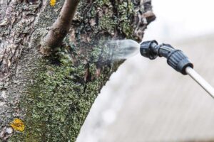 Basal Bark Treatment