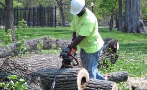 Best Way to Kill Poplar Trees