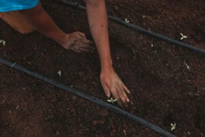 Change the soil periodically