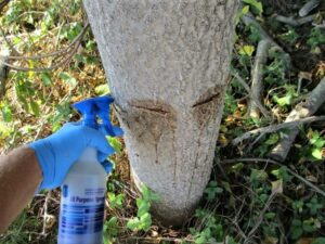 Chemical Herbicide Injection