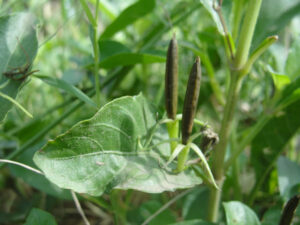 Cracker Plant