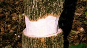 Girdle or Ring Bark