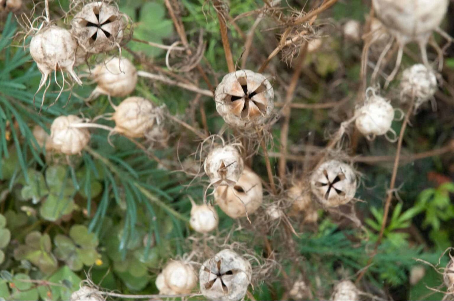 15 Plants with Ballistic Seed Dispersal Methods [2025]