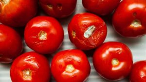 Over-ripened tomatoes