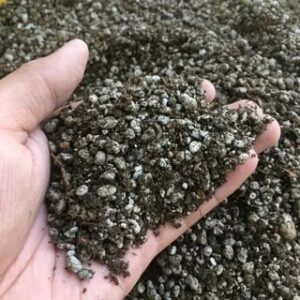 Pumice
