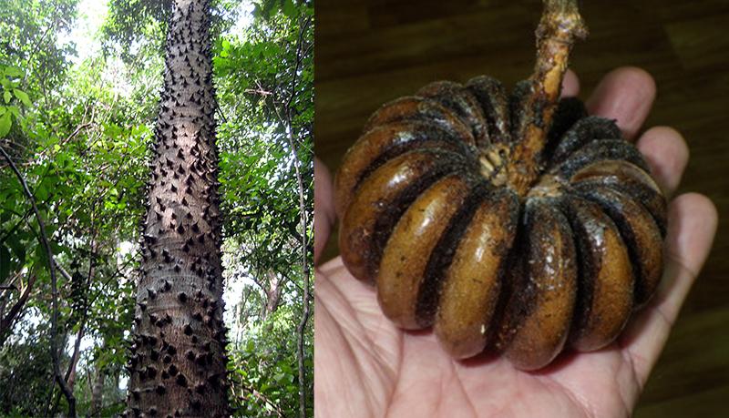 15 Plants with Ballistic Seed Dispersal Methods [2025]
