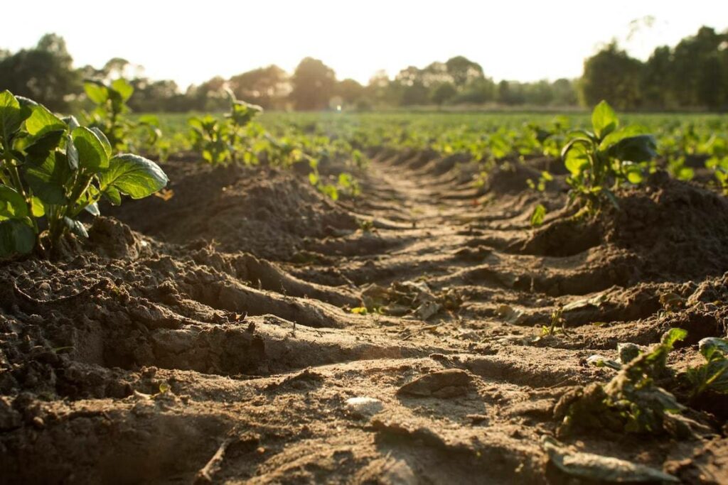 Soil Compaction in Pots Prevention and Tips to Loosen Soil