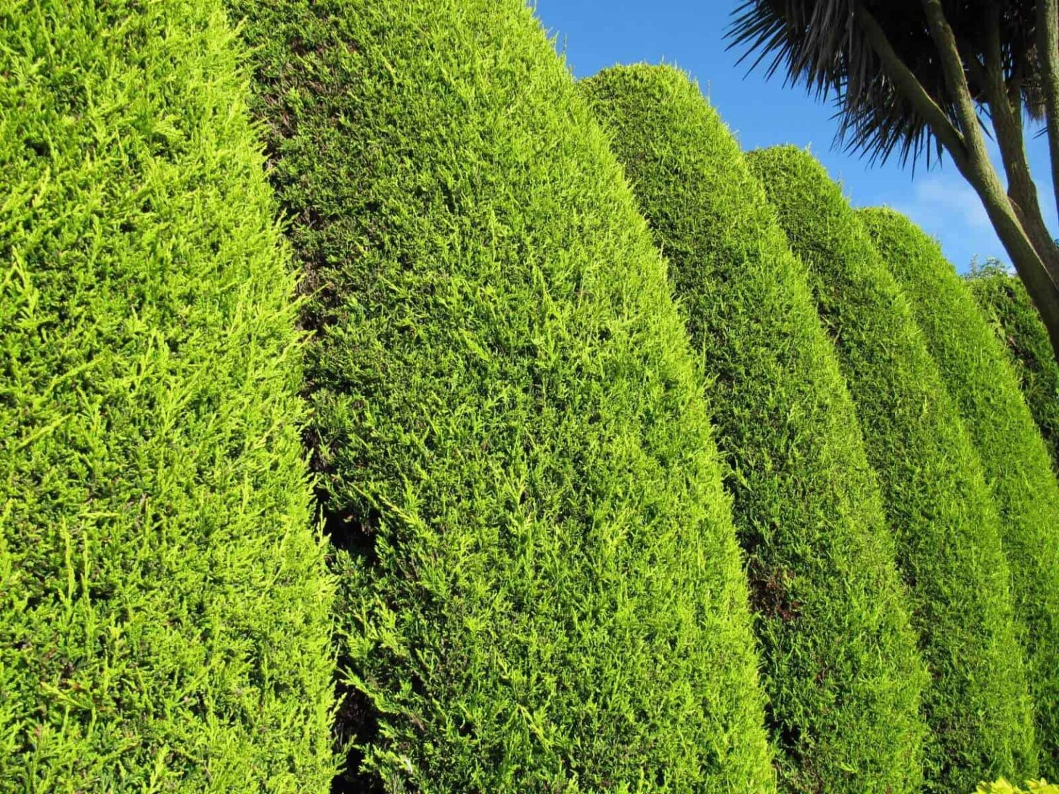 Best Ways to Kill Leylandii Trees [2025]
