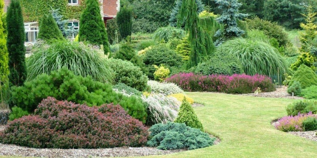 36 Fast-Growing Evergreen Trees & Shrubs for Your Garden