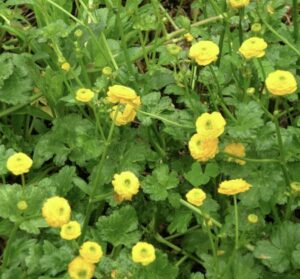 Creeping Buttercup (Ranunculus repens)