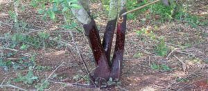 Using a basal bark herbicide application