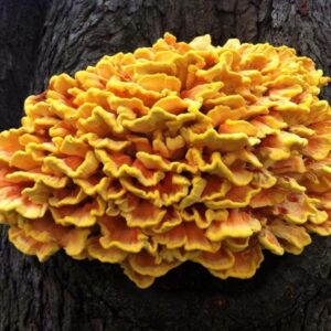 What is the Chicken of the Woods (Laetiporus sulphureus)