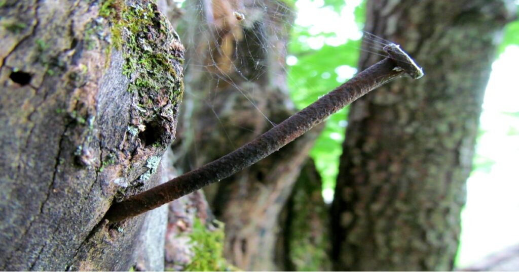 Do Copper Nails Kill Trees?