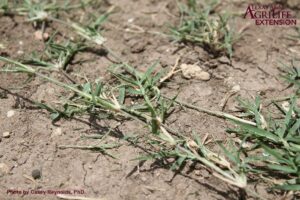 What is Bermuda Grass?