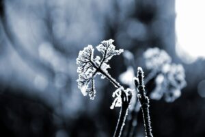 Cold Tolerance