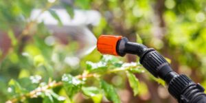 Pouring horticultural vinegar