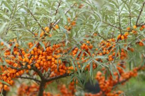 Sea Berry