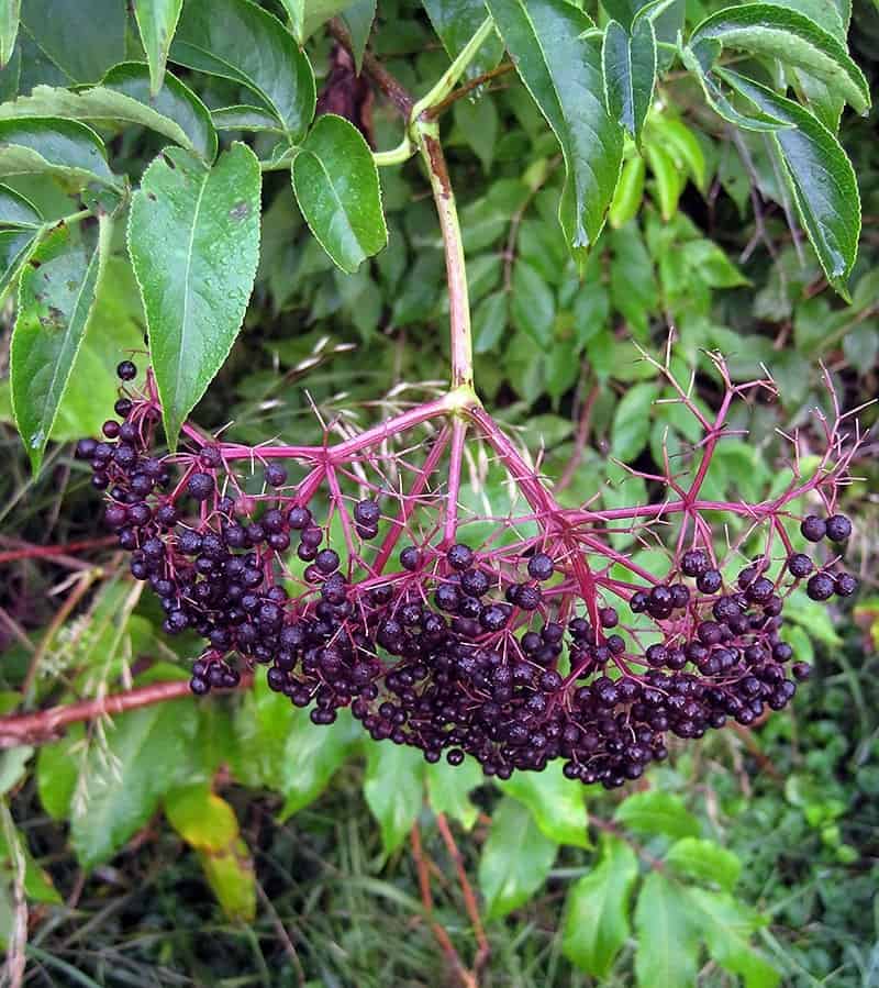Stems and branches