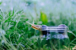 Common Pests and Diseases