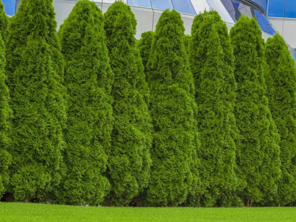 15 Fast Growing Privacy Trees