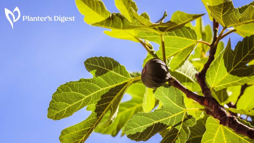 The 10 Best Ways to Kill a Fig Tree