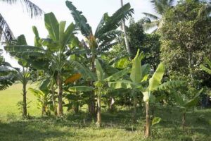 Banana Palm (Musa acuminata)