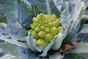 Romanesco (Brassica oleracea)
