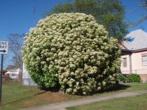 Photinia