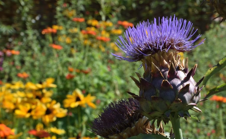 4 Vegetables That Are Actually Flowers