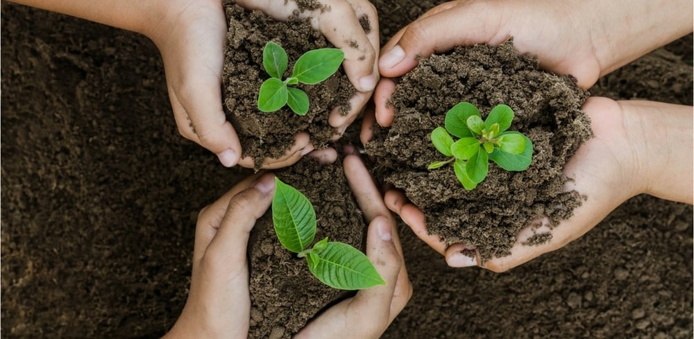 Different Types of Soil for Growing Every Kind of Tree