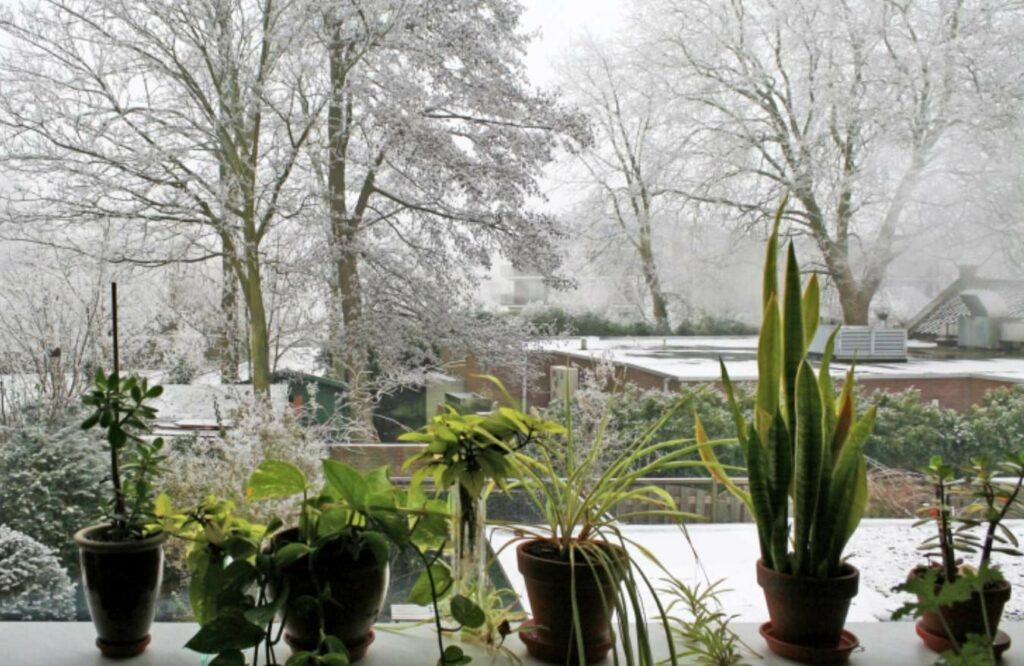 20 Houseplants that Can Survive the Cold