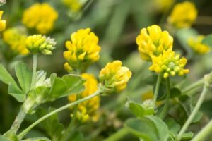 Black Medic (Medicago lupulina)