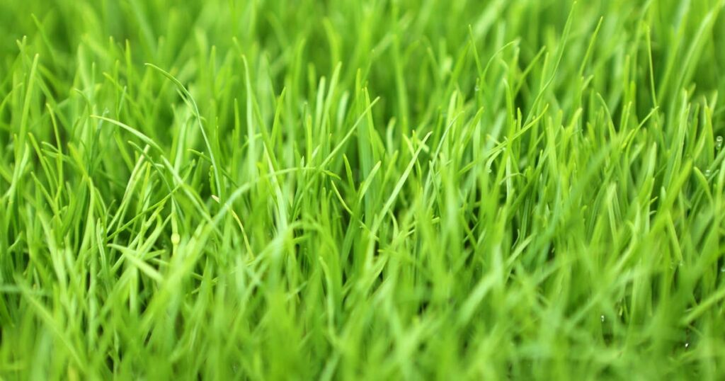 Tall Fescue vs Perennial Ryegrass: Full Comparison