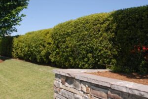Wax Myrtle