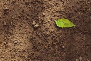 Soil Type