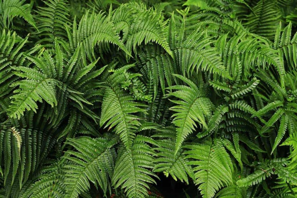 15 Trees with Fern-Like Leaves: Identification and Pictures