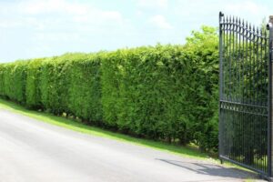 Leyland Cypress
