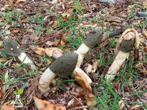 What causes stinkhorn fungus