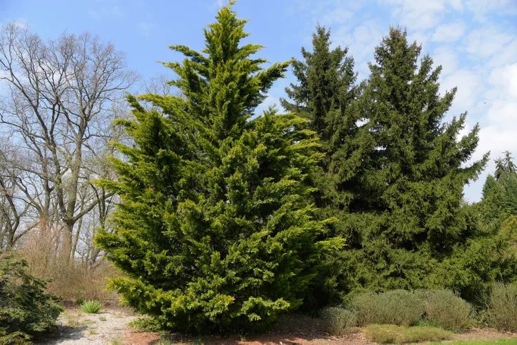 The Best Ways to Kill Leylandii Trees