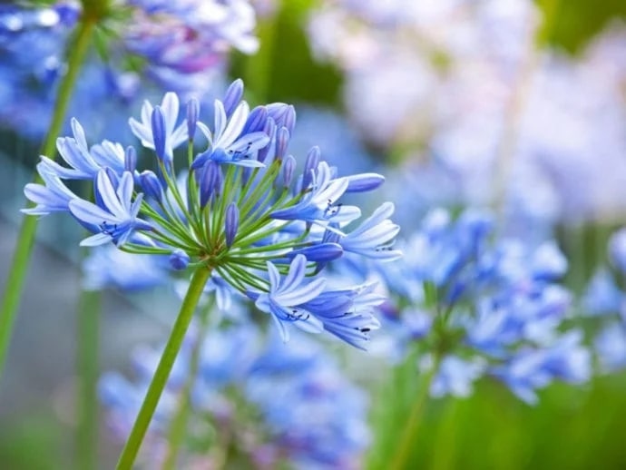 How to Make Your Agapanthus Bloom