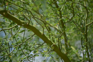 Palo Verde: The Greenest Trees Ever