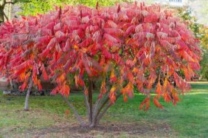 Staghorn Sumac (Rhus Typhina)