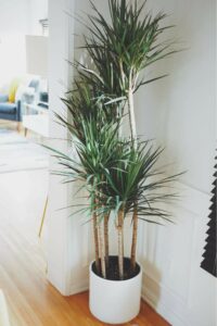 Dragon Tree (Dracaena marginata)