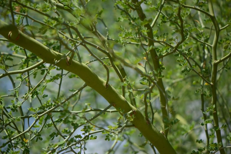 Palo Verde: The Greenest Trees Ever