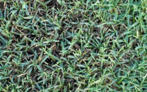 What is Bermuda Grass?