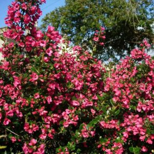 Escallonia
