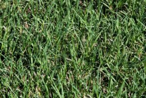 Bermuda Grass 101