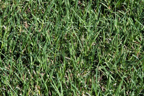 Bermuda Grass 101