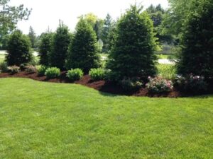 Eastern White Pine